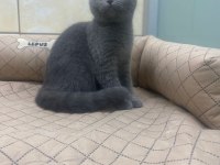 K9 AVRUPA ÇİFTLİĞİNDEN BRTİSH VE SCOTTİSH YAVRULARI