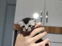 SAFKAN BİRİTİSH ERKEK