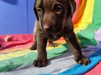 ÜRETİCİDEN A PLUS KALİTE LABRADOR YAVRULAR