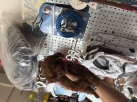 Dark brown teacup poodle