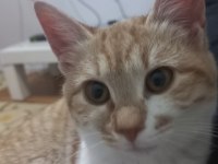 Tatlı minnoş kedimize yuva arıyorum sahiplendirme