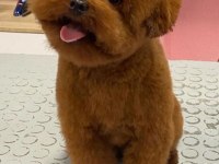 Orjinal minyatür toy poodle bebekler