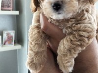 23 mayıs doğumlu maltipoo yavrularımız