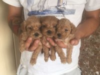 Mükemmel Kalite Bebek Yüzlü Maltipoo Yavrularımız