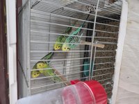 Muhabbet Kuşu Rainbow