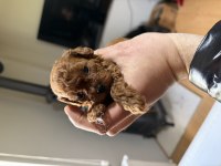 Toy Poodle Dişi Ve Erkek Köpeğimiz
