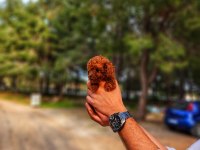 Bir şey yazmaya gerek yok sanırım poodle