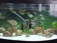 1 metrelik bombeli mobilyalı akvaryum full