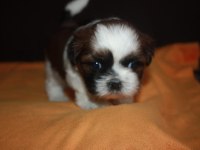 Irk garantili saf kan shih tzu yavruları