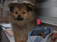 Saf pomeranian erkek yavru