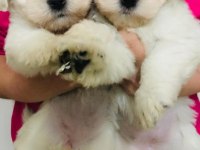 Maltese terrier dişi bebişler