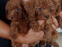 Garantili toy poodle