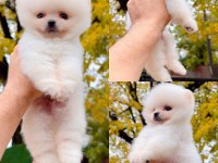 POMERANİAN BOO (ayı surat) GARANTİLİ YAVRULARIMIZ