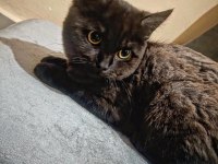 YORK CHOCOLATE IRKI KEDİMİZ