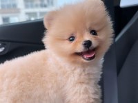 Pomeranian Boo 6 Aylık Aşı Karneleri var
