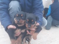 2 aylık Rottweiler