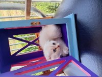 10 gün sonra teslim edilecek british shorthair