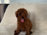 2 aylık kaliteli koyu renk poodle