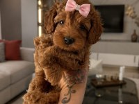 Toy Poodle Sevımlı Yavrularım