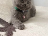 Ayı surat british shorthair