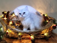 Scottish fold ve straight