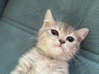 British shorthair golden