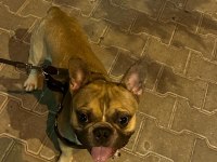 1 Yaşında Fawn Erkek French Bulldog