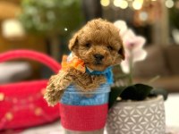 Yarışma düzeyi 0 boy Maltipoo Luna