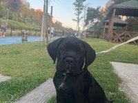 Yavru Cane Corso 3 Aylık Akılı Köpek