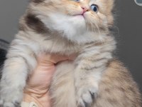 Scottish fold kedisi