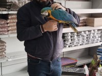4 Aylık El Besleme Bebek Macaw İsteyenler Kaçırmayın