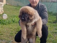 Kafkas çoban köpeği yavrumuz