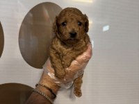 TOY POODLE SAFKAN YAVRULARIMIZ