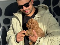 Orijinal ırk toy poodle red brown kg garantili