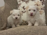 Kore maltese