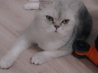 Sevimli Kedimiz Dino Muza Kalıcı Yuva Arıyoruz