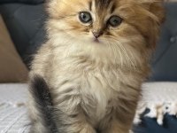 İran Chinchilla Yavru Kedimiz