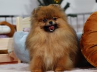 TEDDY BEAR 14 AYLIK POMERANİAN