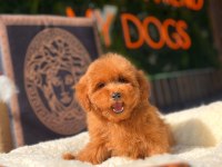 Mini Toy Poodle yavrular