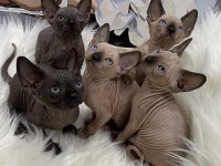 Sphynx sfenks tüysüz dişi erkek yavru