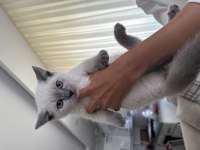 British shorthair 60 günlük erkek
