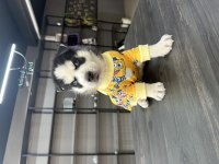 Mavi göz efsane husky yavrularım