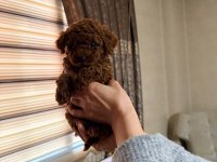 Kore Teacup Poodle