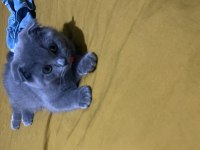 Minik scottish fold oğluşumuza yuva arıyoruz