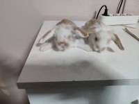 Hollanda Teddy Lop Tavşan