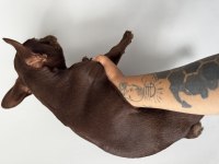 EXOTİC FRENCH BULLDOG