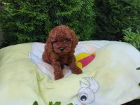 Toy Poodle Minik Yavru Köpekler