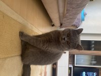 BRİTİSH SHORTHAİR KEDİME ARKADAŞ ARIYORUM