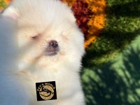 Pets World Kentpark Pomeranian Boo