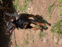 Rottweiler